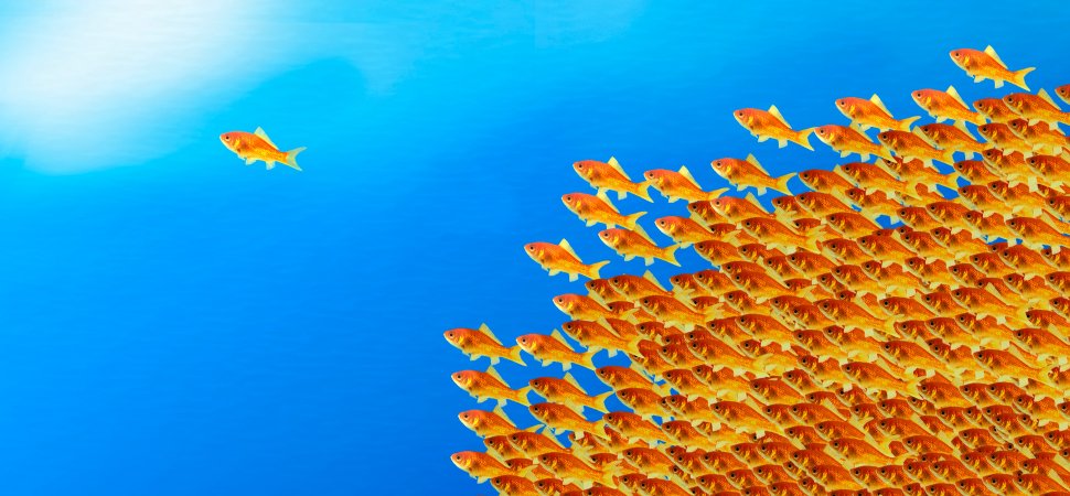 Fish Leadership Image